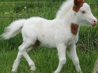 घोड़ा, Miniature horse — फ़ोटो 7