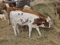 Bull, Simmental cattle — photo 8