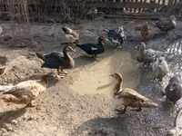 rață domestică Muscovy — foto 2