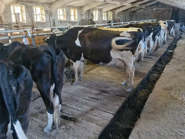 Kuh, Holstein-Rasse — Republik Moldau