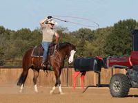 公马, Quarter Horse — 照片 5