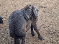Berbec, Karakul sheep — foto 1