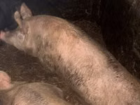 母猪, Pigs — 照片 2