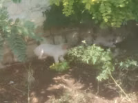 خنزير ذكر, الخنازير — الصورة 1