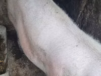 母猪, Pigs — 照片 4