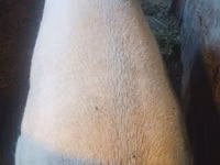 Boar — photo 4