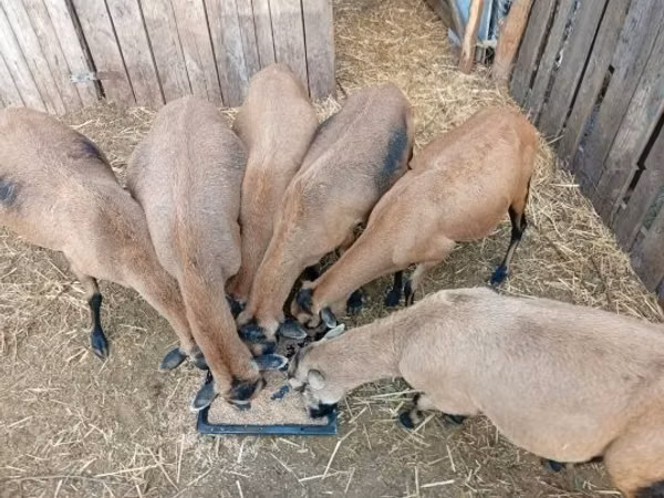 Brebis, Cameroon sheep