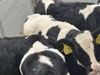 İribuynuzlu mal-qara (partiya, cinsi göstərilməyib), Russian Black pied cattle — foto 2