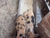 Säue, Schweine — Foto 5