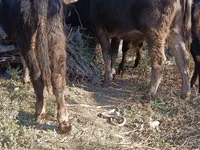 ثور, Simmental cattle — الصورة 7