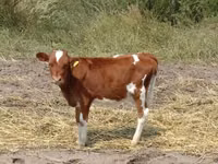 Kuh, Swiss cattle — Foto 3