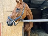 घोड़ी, Polish pony — फ़ोटो 3