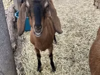 बकरी, Nubian Goat — फ़ोटो 3