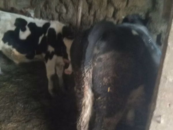 Bulle, Russian Black pied cattle