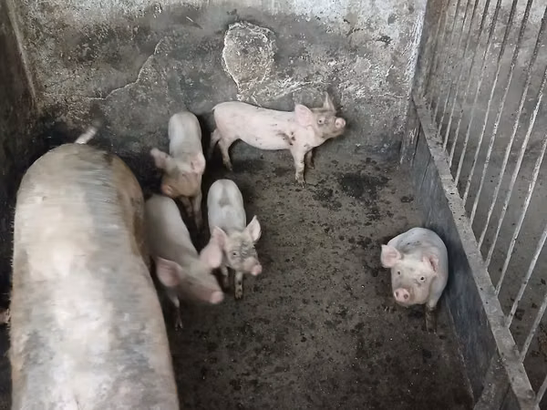 Verrat, Porcs — Moldavie