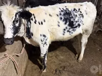 بقرة, Russian Black pied cattle — الصورة 3