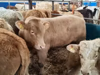 أبقار (دفعة، الجنس غير محدد), Simmental cattle — الصورة 3