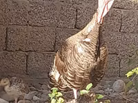 Slovenian Silver Hen — 2-rasm