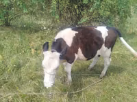 Vaca, Bovinos — foto 2