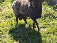 公羊, Sheep — 照片 3