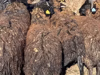 भेड़ें (लॉट, लिंग निर्दिष्ट नहीं), Karachay sheep — फ़ोटो 2