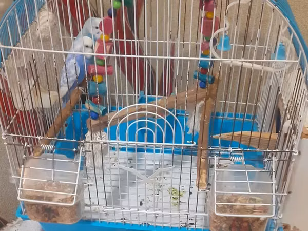 Dalmatin və açıq mavi rəng çalarlarında iki papuqay cütü – qəfəs və