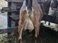 Cabra, Cabras — foto 3