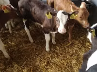 Bovine (lot, sex nespecificat), Simmental cattle — foto 1