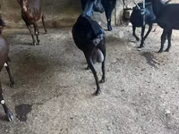 Capră, Murcia-Granada goats — foto 4
