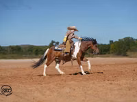 公马, Pinto horses — 照片 3