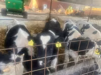 Touro, Raça Holstein — foto 3
