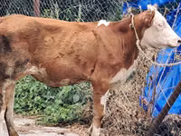 गाय, Simmental cattle — फ़ोटो 6