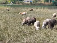 نعجة, Romanov sheep — الصورة 4