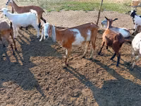عنزة, Nubian Goat — الصورة 2