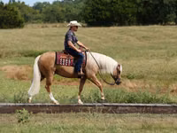 公马, Quarter Horse — 照片 5