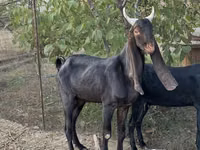 Capră, Kamori goats — foto 2