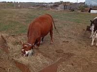 Cow, Hereford — photo 2