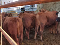 Bou, Vaca Limousine — foto 2