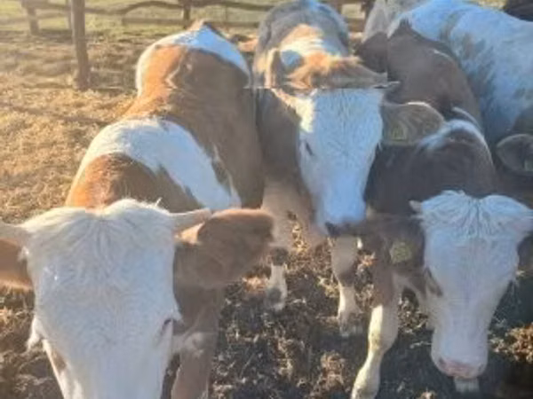 Vaca, Raza gris húngara