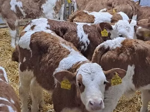Bovine (lot, sex nespecificat), Simmental cattle