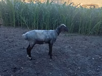 Widder, Blackheaded Persian sheep — Foto 3