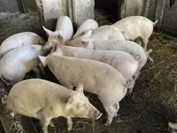 Schweine (Partie, Geschlecht nicht angegeben), Schweine — Foto 2