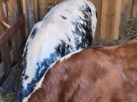 أبقار (دفعة، الجنس غير محدد), Simmental cattle — الصورة 8