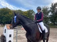 حصان, Belgian warmblood horse — الصورة 6