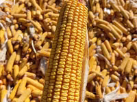 Кукуруза 🌽🌽🌽🌽 кукуруза 🌽🌽🌽🌽 кукуруза кукуруза жугору мака — photo 1