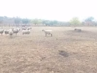 公羊, Shroshire sheep — 照片 6