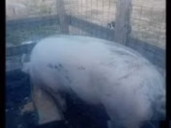 Scroafă, Porci