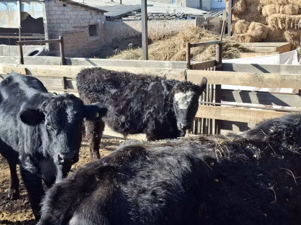 Bulle, Swiss cattle