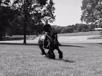 حصان, Gypsy horse — الصورة 3