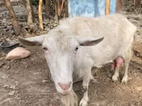 Goat, Fergana goat — photo 5